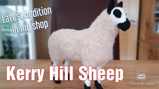 Latest Addition  A Striking Kerry Hill Sheep [upl. by Ahsuoj]