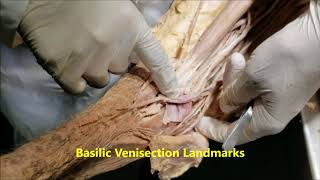 CEPHALICBASILIC VEINS CUTANEOUS NERVES BICEPS APONEUROSIS with Clinicals – Sanjoy Sanyal [upl. by Earej]