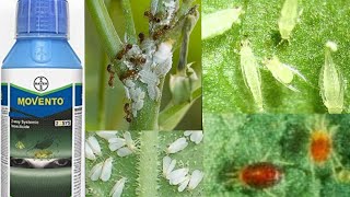 Movento od  movhento  Bayer movento  systemic insecticide [upl. by Retsek]