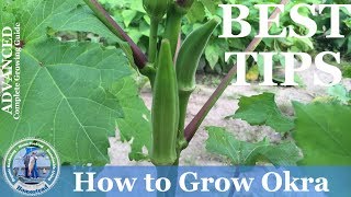 How To Grow Okra  ADVANCED Growing Guide [upl. by Zacharie274]