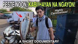 How this Aquarium Fish Killed amp Revived the Fishing Industry in Laguna Lake [upl. by Llyrrad767]