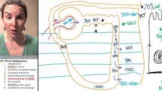 Reabsorption 5 Ascending loop of Henle [upl. by Lewie]