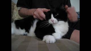 🥇Fluffy furry Cat loves a chin massage and looks at me with loving eyes amp knocks down camera 😻👈👀 [upl. by Ashli]