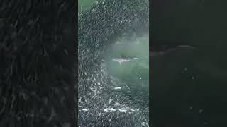 Sharks swim through huge school of fish off coast of Long Island  USA TODAY Shorts [upl. by Vinny]