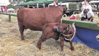 Honiton Show Livestock and Poultry 5th August 2010 [upl. by Christabel]