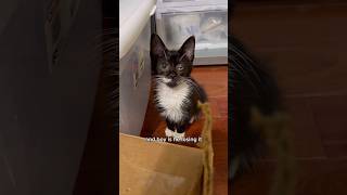 Rescued kitten gets a second chance and brings the chaos with him  fortheloveofkittenrescue [upl. by Melisse]