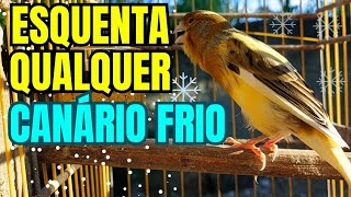 Canario Belga Cantando  Canto de Canário Belga para Esquentar Qualquer Canário Frio MUITO EFICAZ [upl. by Ekal]