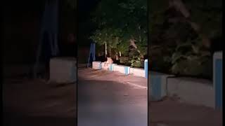 Tiger in Kalagarh सैडिल डैम रोड कालागढ़ [upl. by Tabbie]