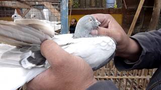 Egyptian pigeon market  Cairo [upl. by Euqirdor506]