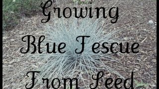 Growing Blue Fescue From Seed [upl. by Thatcher]