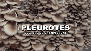 Culture des champignons avec de la paille et du son de blé  PLEUROTE [upl. by Ahsina]