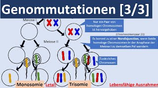 Genommutationen 33  Polyplodie Aneuploidie autosomale  gonosomale Genommutationen Genetik [upl. by Gebelein]