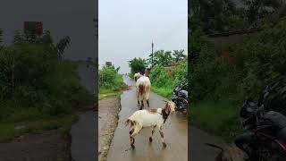 गावं माझं फडतरवाडी ता पाटण जि सातारा gav nature गावकडची [upl. by Cutcliffe]