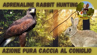 caccia al coniglio stagione 2023 adrenalina a non finire adrenaline hunting rabbit [upl. by Primavera548]