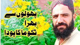 Easy Grow Tecoma Plant  Tecoma Flower SeedCutting Se Kaise lagaen ٹکوما خوبصورت پھولوں والا پودا [upl. by Normie]