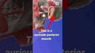 auricular posterior  auricular posterior head muscle videoauricular origin and nerve videoshorts [upl. by Ahcila858]