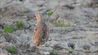 Vroege Vogels  Roepende patrijs [upl. by Eelyab]