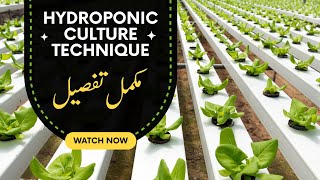 Hydroponic Culture technique Or Farming [upl. by Ahcirt]