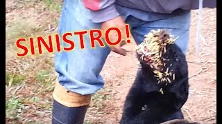 Cão Que Atacou Porco Espinho [upl. by Anagrom]