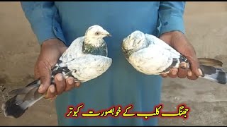 Grezar Kabootar For Sale At Jhang Pigeon Club 03461407301 [upl. by Barnett]