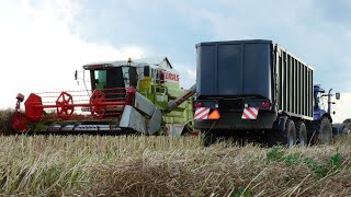 ☆Żniwa 2023 na Wielką Skalę w Rwks Dębno ☆ 4x Kombajny w Akcji☆ 3x Claas ☆ New Holland☆Podkarpackie [upl. by Sergius]