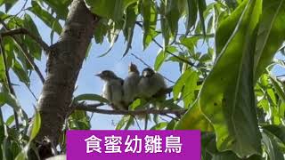 Monday 12 February 2024。黃嘴食蜜鳥 。 [upl. by Twila]