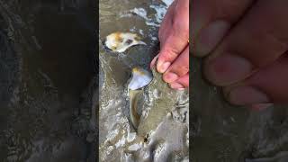 Oyster A lot After The Sea Low Tide oysters usa 100kviews fyp viral tiktok ur uk us [upl. by David]