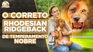 Como é ter um Leão da Rodésia  Rhodesian Ridgeback  Malabo APD  Cinofilia Digital [upl. by Inahpit]