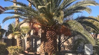 Canary palm tree Phoenix Canariensis [upl. by Georgena]