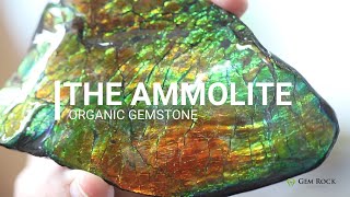 Ammolite Story  An Organic Gemstone Collection [upl. by Hairej]