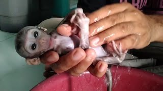 its time to bathe the newborn baby monkey [upl. by Potash534]