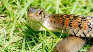 Checkered Keelback Snake  हिंदी पाणी वाला साप  मराठी वेरुळा दिवड बिन विषारी [upl. by Raynard]