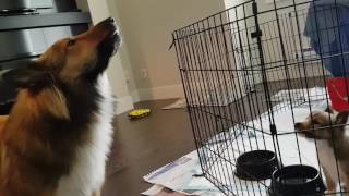 Puppy Learning to Howl Sheltie Teaching Sheltie [upl. by Adnilra]