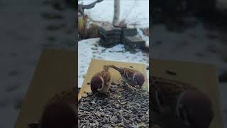 Eurasian tree sparrow Passer montanus  Majavatnet Grane Nordland Norway 2024 [upl. by Inah]