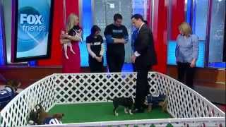 Beth Ostrosky Stern NSAL quotSuper Puppy Gamequot on Fox and Friends [upl. by Schonfield]