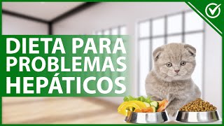 🐈 ¿Cómo ALIMENTAR a un gato que tiene PROBLEMAS HEPÁTICOS  Dieta específica 🍗🐈 [upl. by Yann]