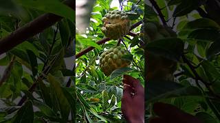 What you call this juicy FRUIT in ur area🤔 custardapple sitaphal sugarapple cherimoya sharifa [upl. by Harold]