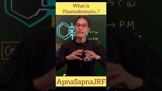 What is Plasmodesmata [upl. by Aneis]