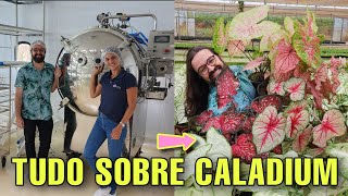 Como é a PRODUÇÃO DE CALADIUM no Brasil  Plantas  Tinhorão [upl. by Aramac]