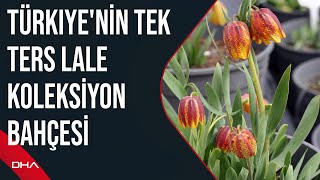 Türkiyenin tek ters lale koleksiyon bahçesi [upl. by Melisande]