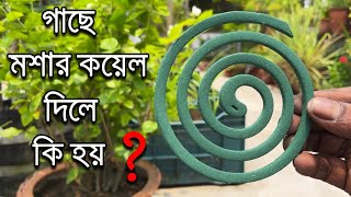 গাছে মশার কয়েল দিলে কি হয়  Uses of Mosquito Coil on Plants  Roof Gardening  diy [upl. by Ettelohcin]