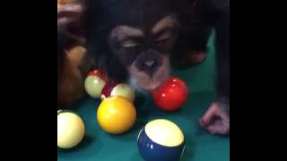 Baby chimpanzee playing pool [upl. by Achorn]