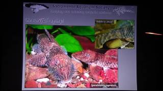 Keeping and breeding loricariid catfishes [upl. by Kirsten796]