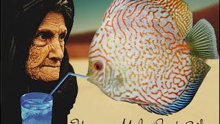 How to make ready water for Discus fish Aged Fresh water aging tutorial [upl. by Flory631]