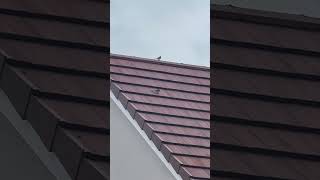 Juvenile Pied Wagtails On Roof birds avian nature [upl. by Akemrej399]