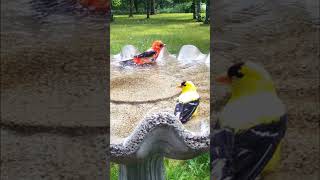 Colorful Scarlet Tanager American Goldfinch Take Turns Bathe In Water birdbath tanager goldfinch [upl. by Eglantine]