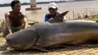 Giant Catfish of Mekong River weighs over 600LBS [upl. by Akeemat214]