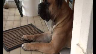 When A Bullmastiff Watching [upl. by Ellienad]