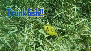 Swimming with TrunkfishBoxfish [upl. by Ahsilrak492]