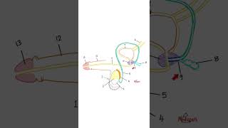 Do you know your Anatomy Male Reproductive System  Quiz yourself  Anatomy Quiz 2 [upl. by Ardnas28]